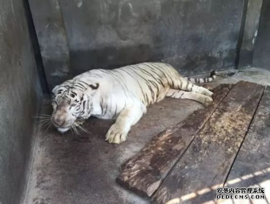 泉州东湖公园动物园 泡水白老虎出现身体不适