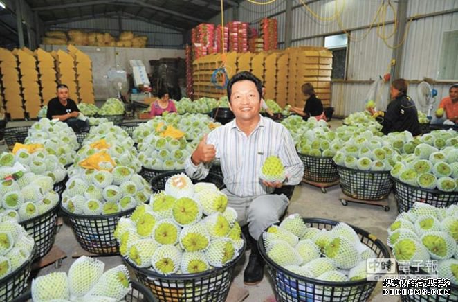 台湾凤梨价崩 台水果商：大陆同胞不买“台独水果”